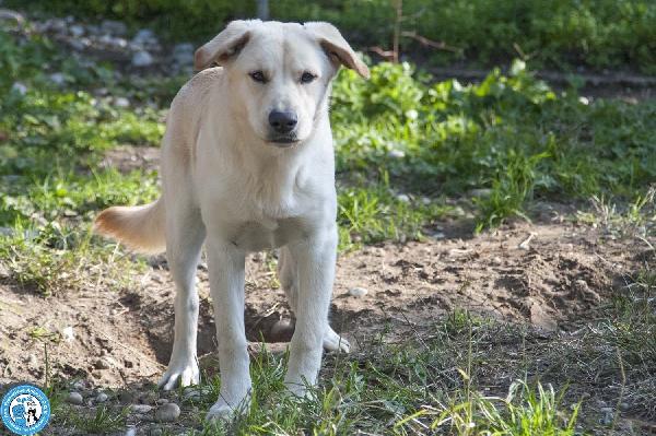 Paride, il cagnolino che profuma di campagna Foto 3